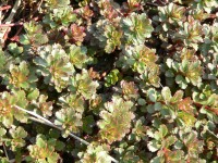 Hens and Chicks, or at least what I think are Hens and Chicks.